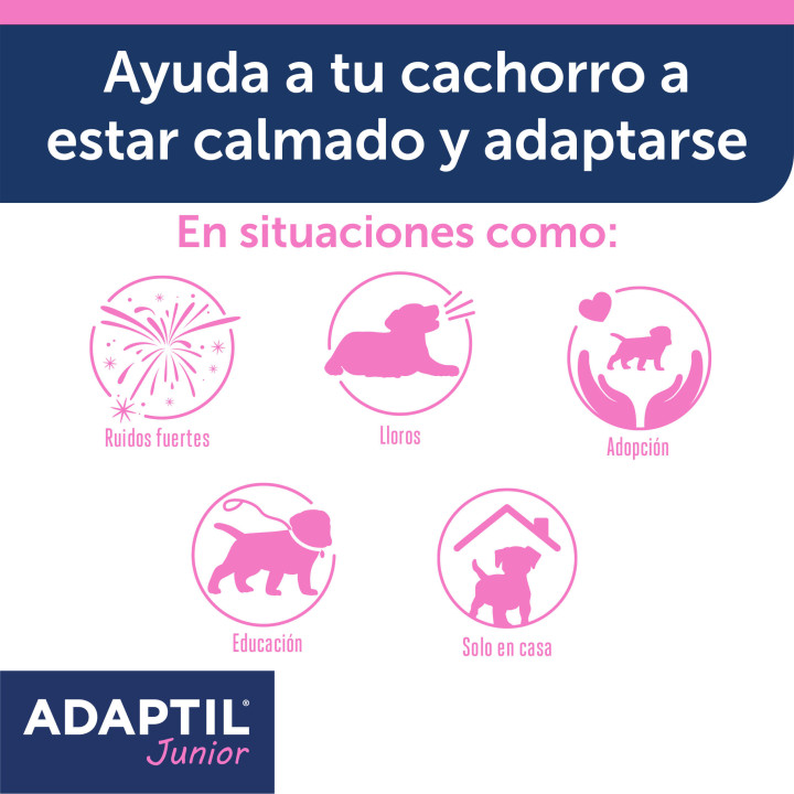 Ayuda a tu perro a sentirse seguro y protegido en todo momento