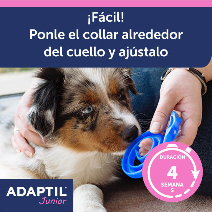 Ayuda a tu perro a sentirse seguro y protegido en todo momento
