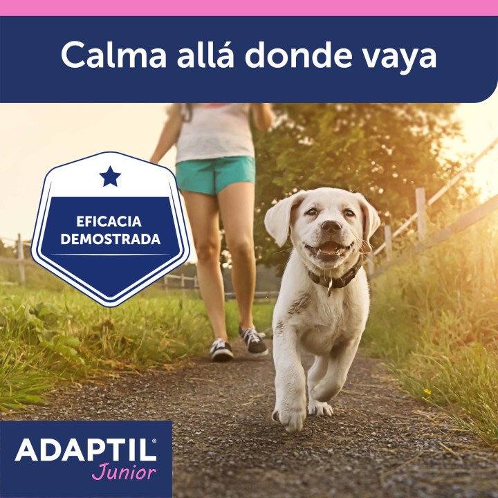 Ayuda a tu perro a sentirse seguro y protegido en todo momento