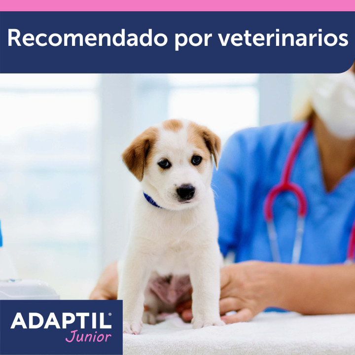 Ayuda a tu perro a sentirse seguro y protegido en todo momento