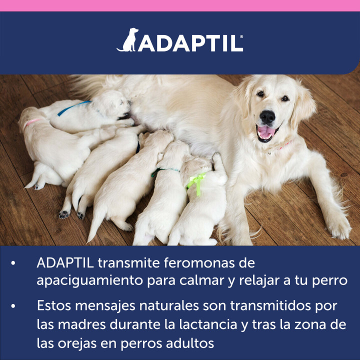 Ayuda a tu perro a sentirse seguro y protegido en todo momento