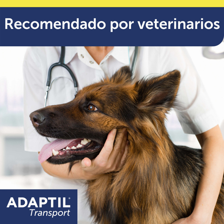Ayuda a que viajar con tu perro sea una experiencia feliz para ambo