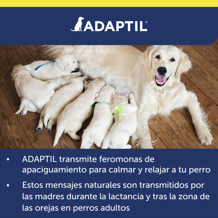 Ayuda a que viajar con tu perro sea una experiencia feliz para ambo