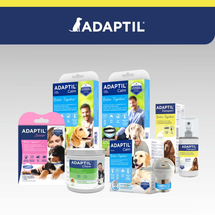 Ayuda a que viajar con tu perro sea una experiencia feliz para ambo