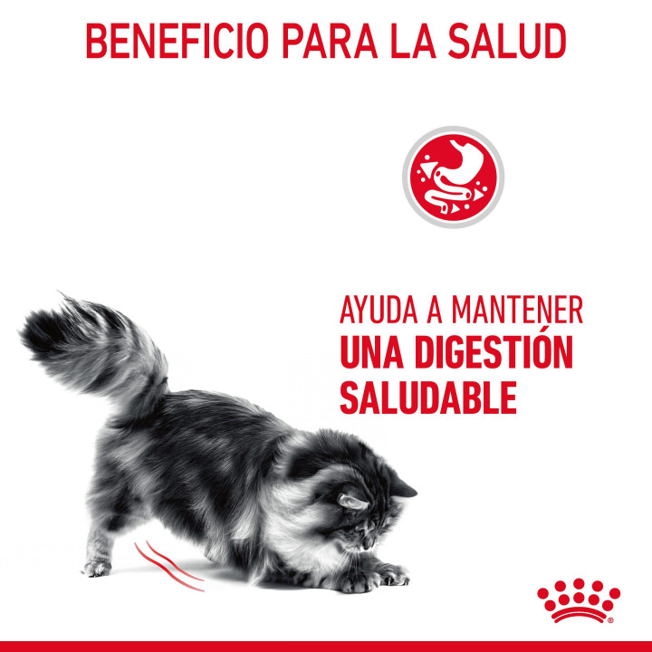 Royal Canin Cat Digestive Comfort 38 Pienso para gatos - Kompymascotas