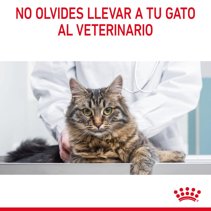 Royal Canin Urinary Care, pienso para gatos - Kompymascotas