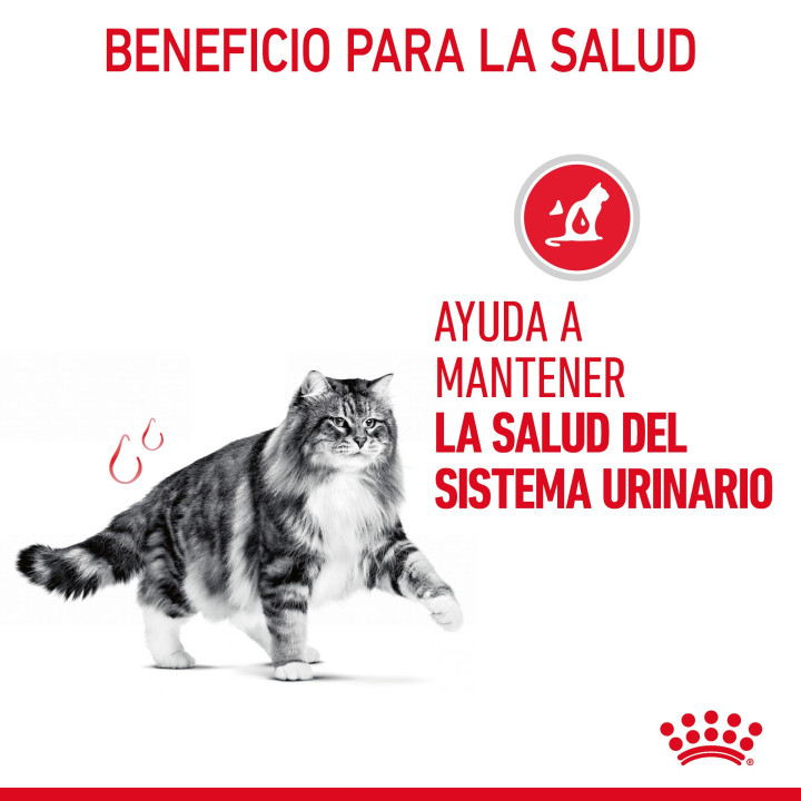 Comida húmeda Royal Canin Urinary Care para gatos - Kompymascotas