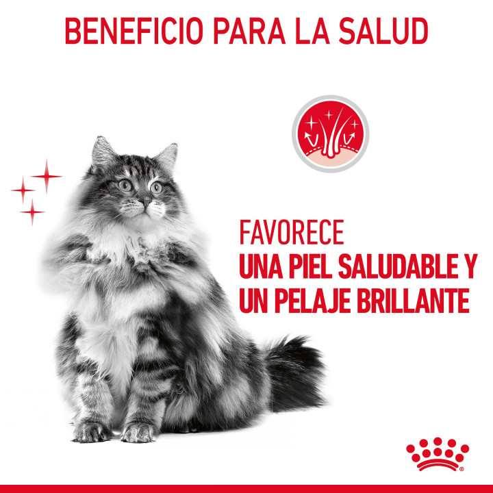 Royal Canin Intense Beauty, Comida húmeda para gatos - Kompymascotas