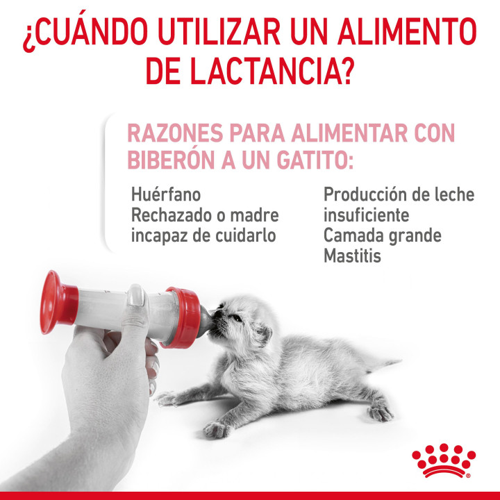Royal Canin Feline Babycat Milk, Complementos  para gatos - Kompymascotas