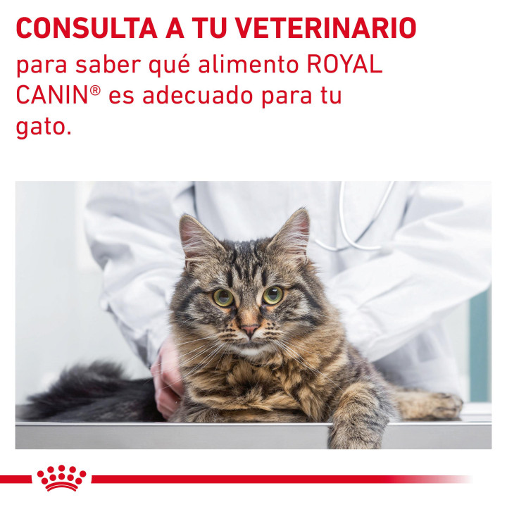 Pienso veterninario Royal Canin para gatos fibre - Kompymascotas