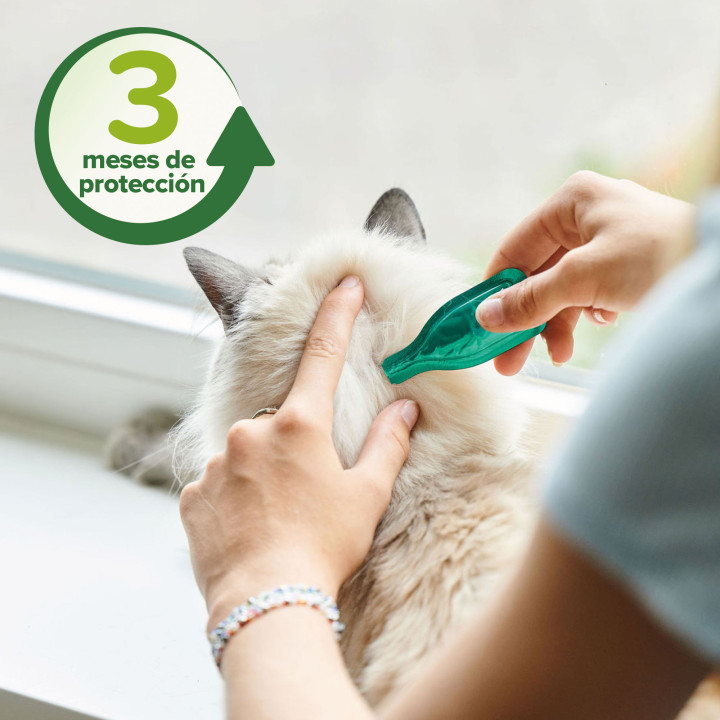 Beaphar pipetas repelentes antiparasitarias gatos - PiensoyMascotas