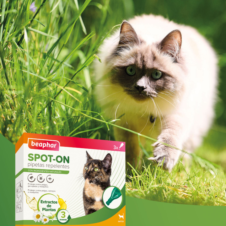 Beaphar pipetas repelentes antiparasitarias gatos - PiensoyMascotas