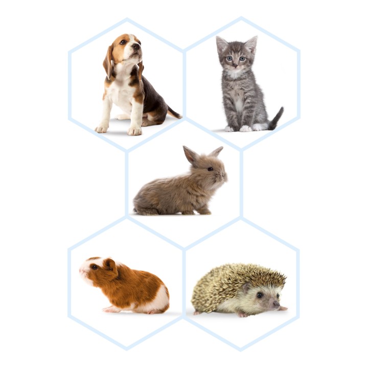 Kit: Biberón + 4 Tetinas + Limpiador - PiensoyMascotas