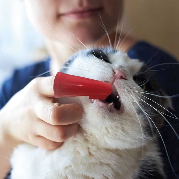 Cepillo dental de dedo - PiensoyMascotas