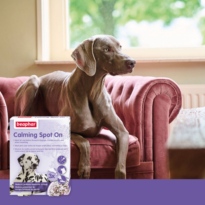 Calming Spot On pipetas calmantes perro - PiensoyMascotas