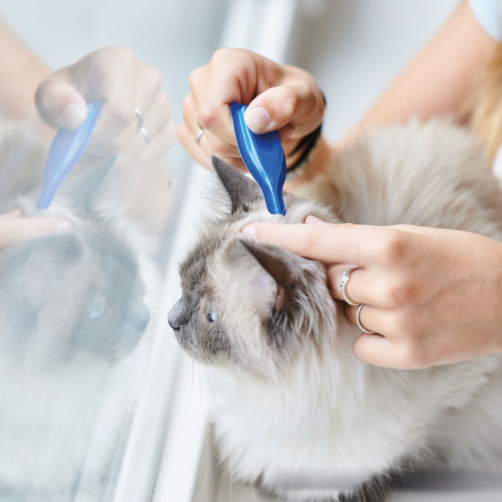 Calming spot on gato 3 pipetas - PiensoyMascotas