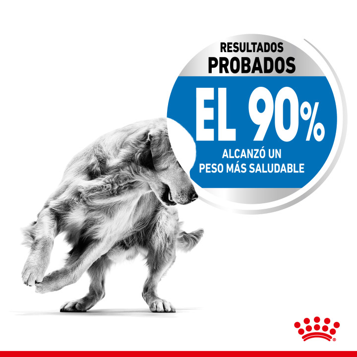 Royal Canin Maxi Light Weight Care Pienso para perros - Kompymascotas