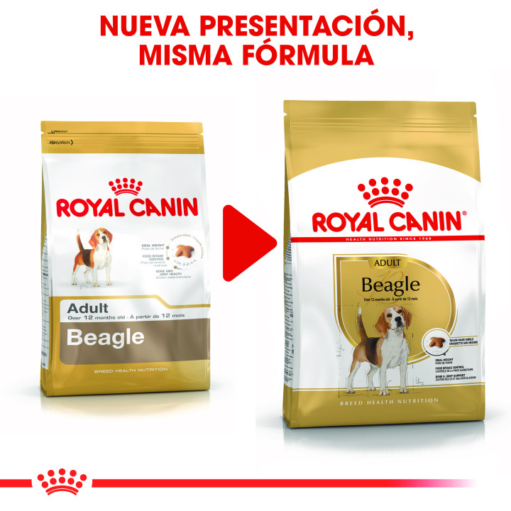 Royal Canin Beagle pienso para perro adulto  - Kompymascotas