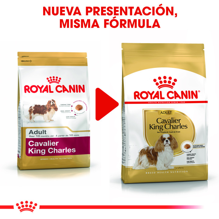 Royal Canin Cavalier King Charles pienso para perro adulto  - Kompymascotas