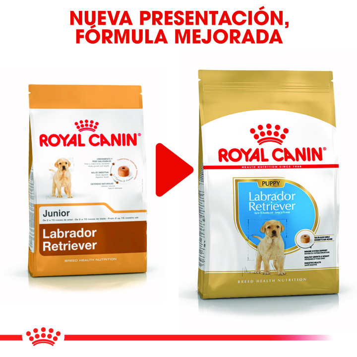 Royal Canin Labrador Puppy pienso para cachorros  - Kompymascotas