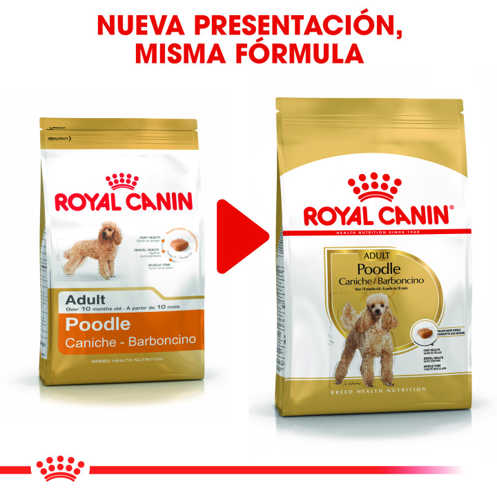 Royal Canin Poodle pienso para cachiche adulto  - Kompymascotas