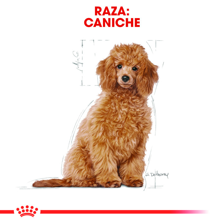 Royal Canin Poodle Puppy - Piensoymacotas