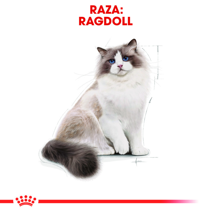 Royal Canin Ragdoll Pienso para Gato - Kompymascotas