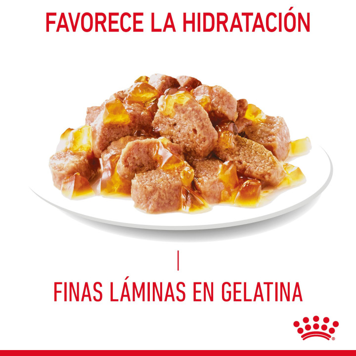 Royal Canin Hairball Care comida húmeda en gelatina para el cuidado de las bolas de pelo en gato adulto 