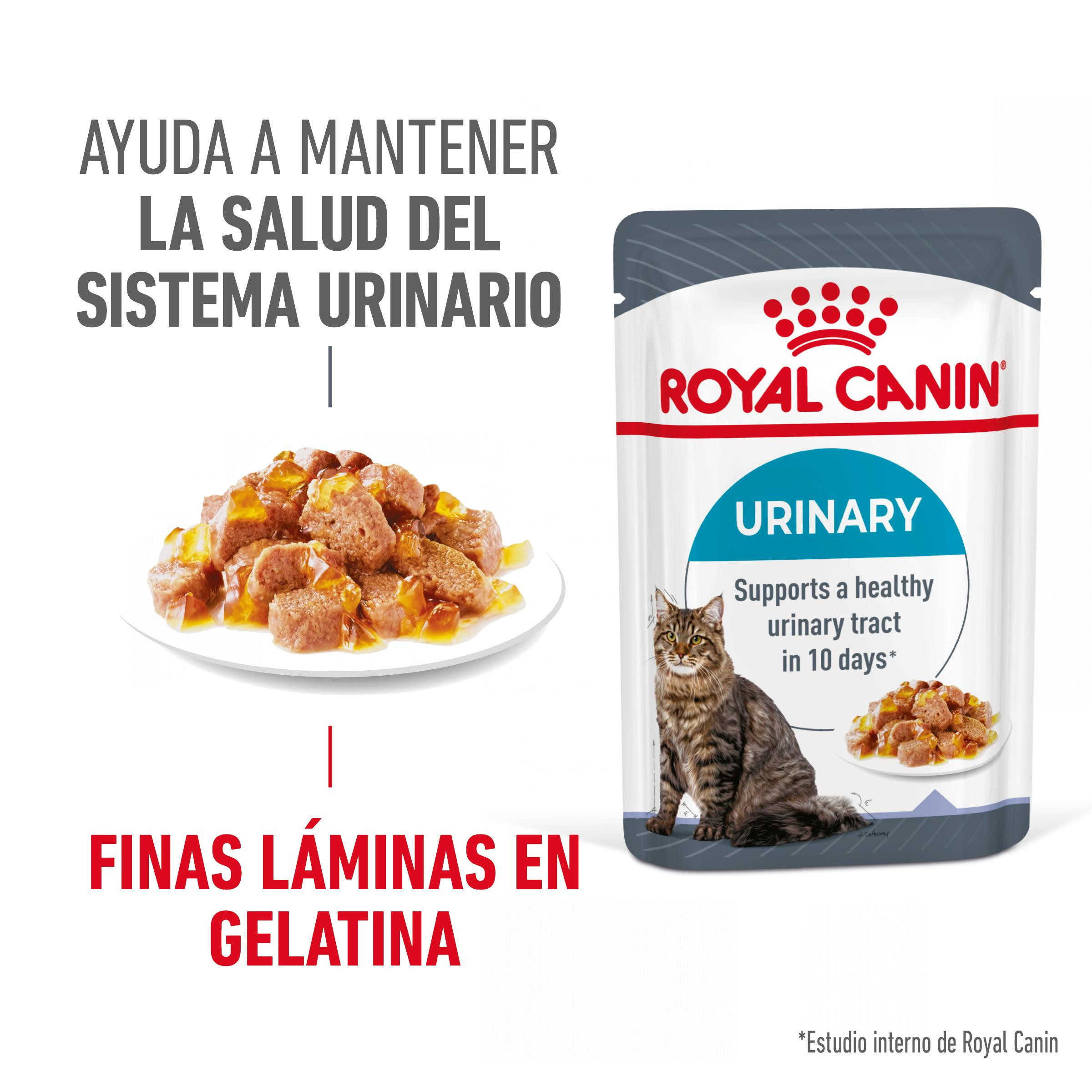 Royal canin care nutricion feline húmedo