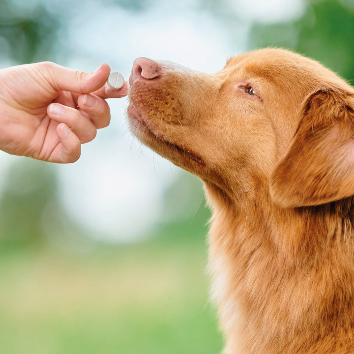 Beaphar Vermi Pure Antiparasitario interno para perros - Kompymascotas
