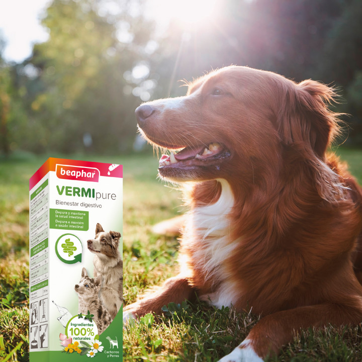 Antiparasitario Vermi Pure de Beaphar , Antiparasitario para perros - Kompymascotas