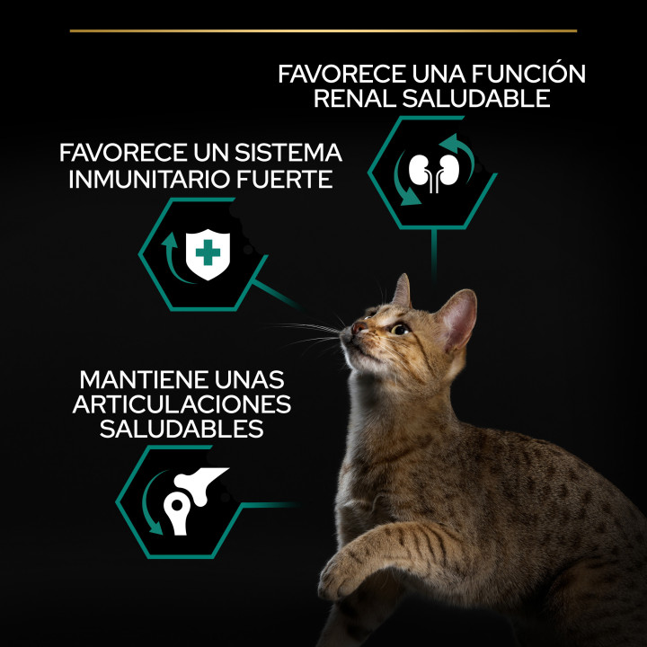 Purina Pro Plan Adult Gato Pollo Pienso para gatos - Kompymascotas