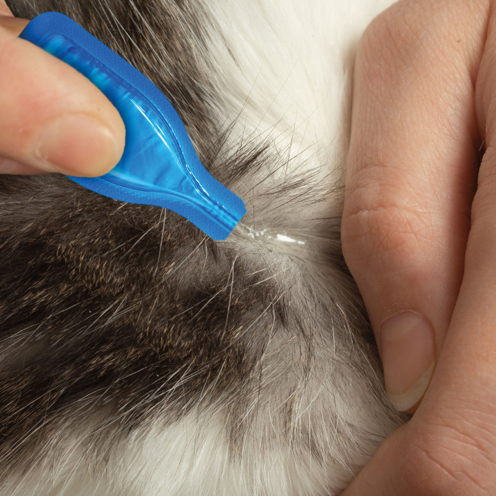 Pipetas Beaphar Fiprotec para Gatos - 4 Pipetas
