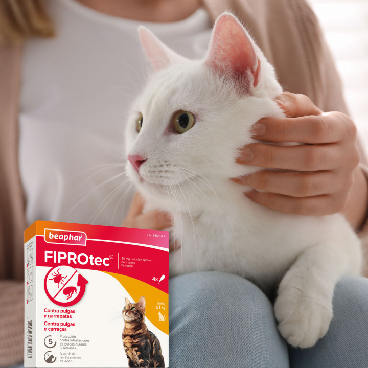 Pipetas Beaphar Fiprotec para Gatos - 4 Pipetas