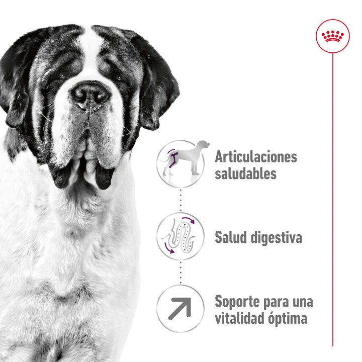 Royal Canin Giant Adult Pienso para perros - Kompymascotas