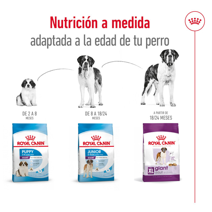 Royal Canin Giant Adult Pienso para perros - Kompymascotas