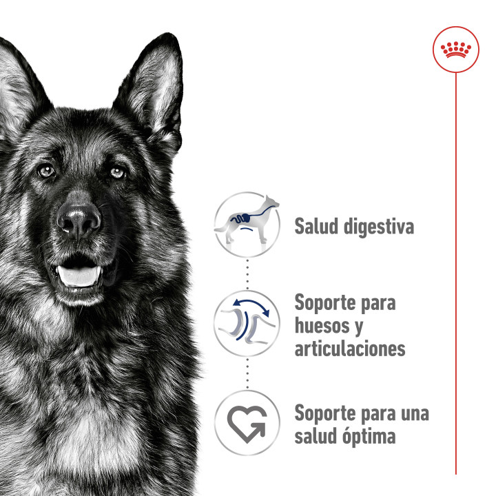 Royal Canin Maxi Adult Pienso para perros - Kompymascotas