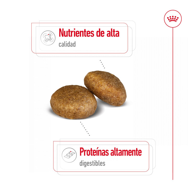 Royal Canin Maxi Adult Pienso para perros - Kompymascotas