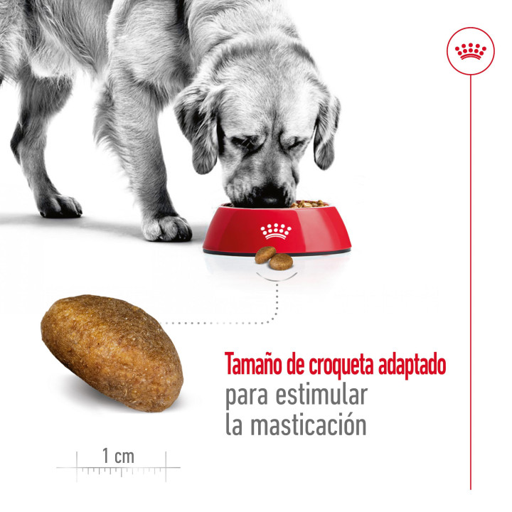Royal Canin Maxi Adult Pienso para perros - Kompymascotas