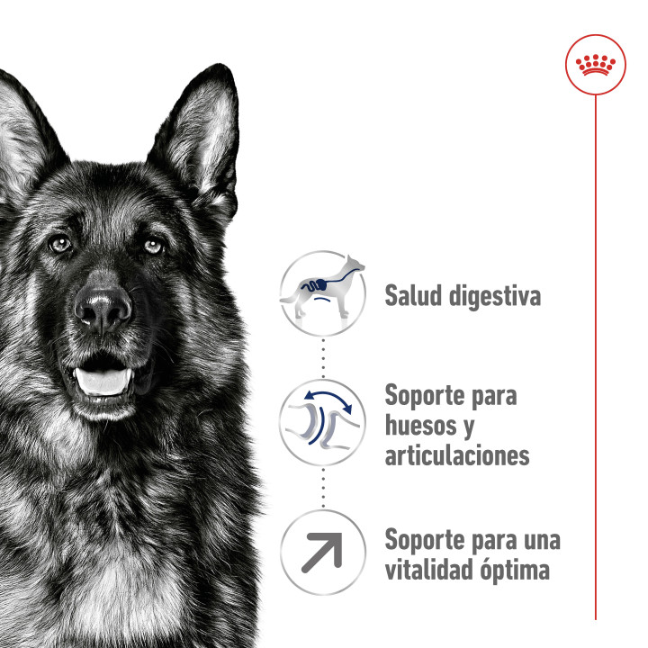 Royal Canin Maxi Adult 5+ Pienso para perros - Kompymascotas