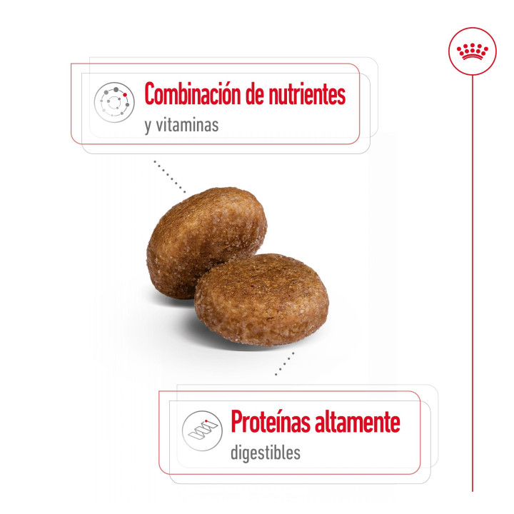 Royal Canin Maxi Adult 5+ Pienso para perros - Kompymascotas