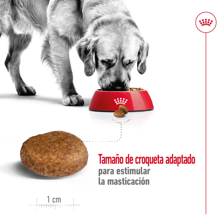 Royal Canin Maxi Adult 5+ Pienso para perros - Kompymascotas