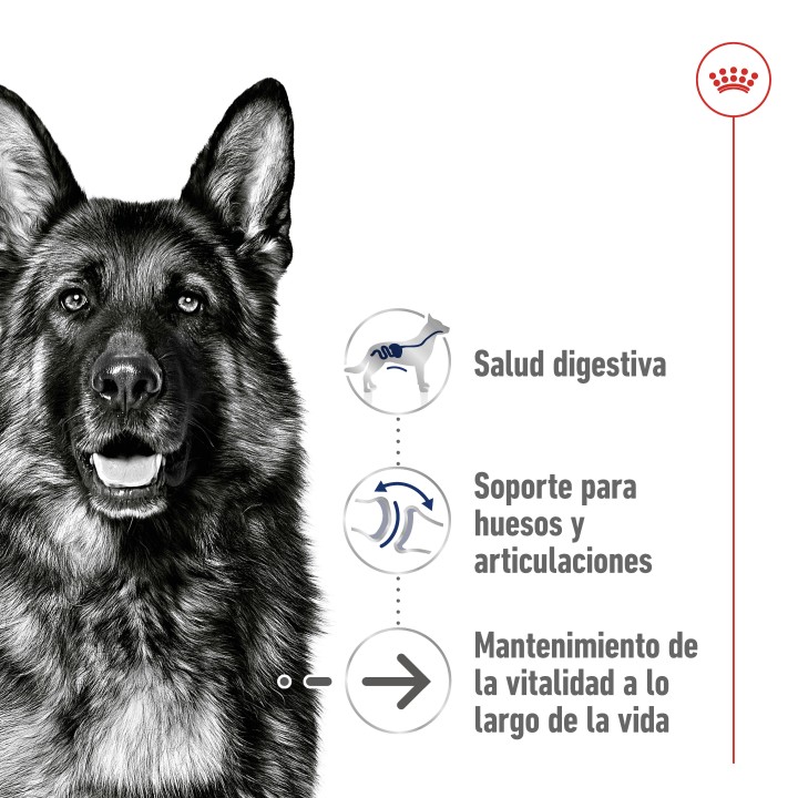 Royal Canin Maxi Ageing 8+ Pienso para perros - Kompymascotas