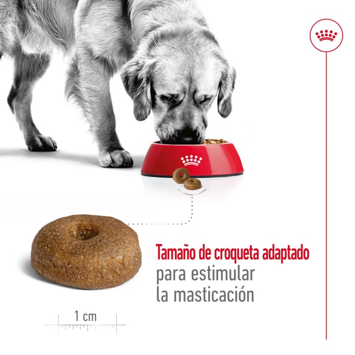 Royal Canin Maxi Ageing 8+ Pienso para perros - Kompymascotas