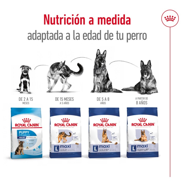 Royal Canin Maxi Ageing 8+ Pienso para perros - Kompymascotas
