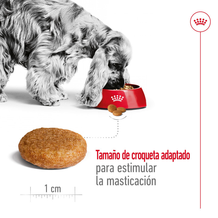Royal Canin Medium Adult Pienso para perros - Kompymascotas