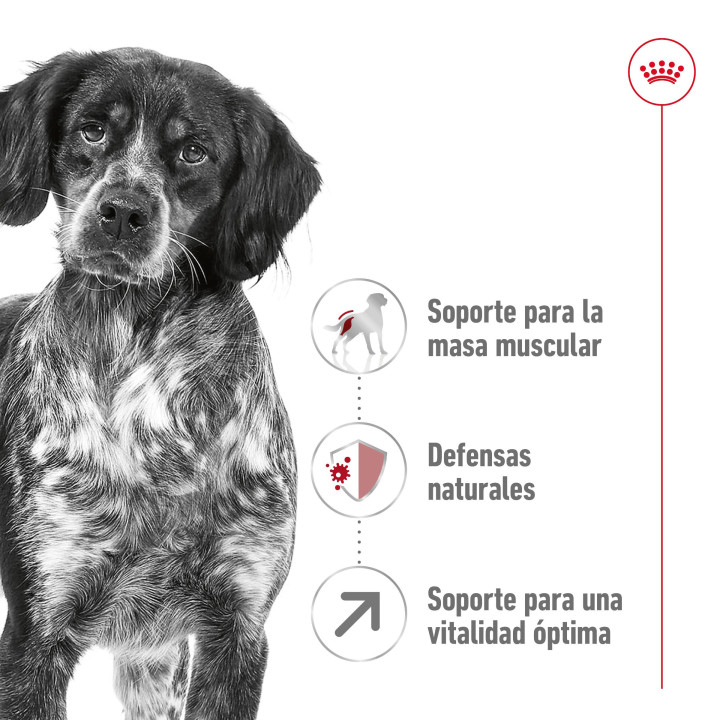 Royal Canin Medium Adult 7+ Pienso para perros - Kompymascotas