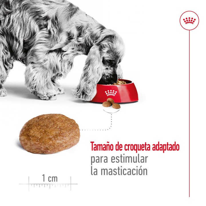 Royal Canin Medium Adult 7+ Pienso para perros - Kompymascotas
