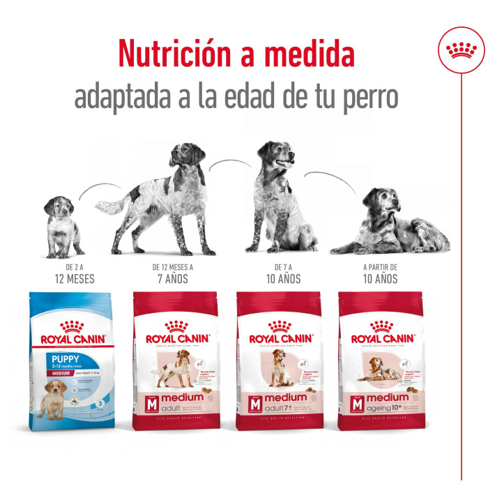 Royal Canin Medium Adult 7+ Pienso para perros - Kompymascotas