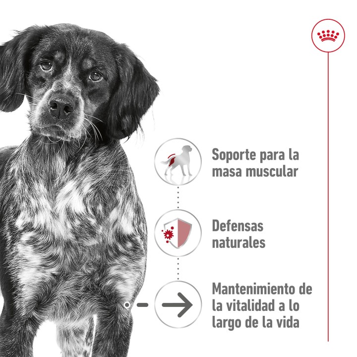 Royal Canin Medium Ageing 10+ Pienso para perros - Kompymascotas